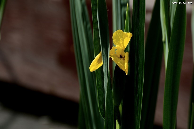黄色鸢尾图片大全