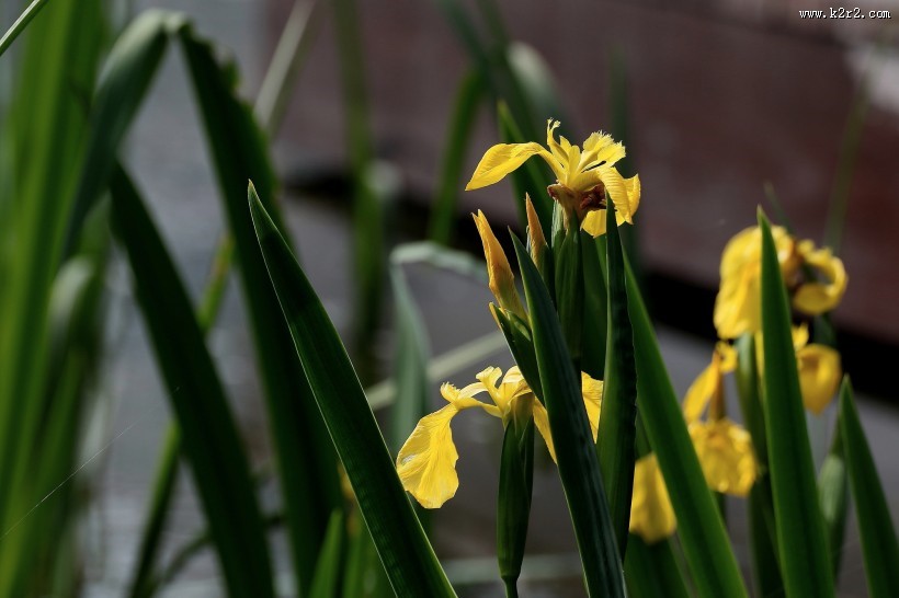黄色鸢尾图片大全