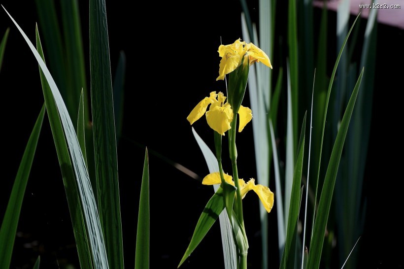 黄色鸢尾图片大全