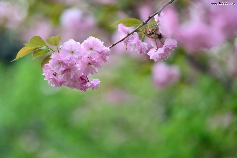 粉色的樱花图片