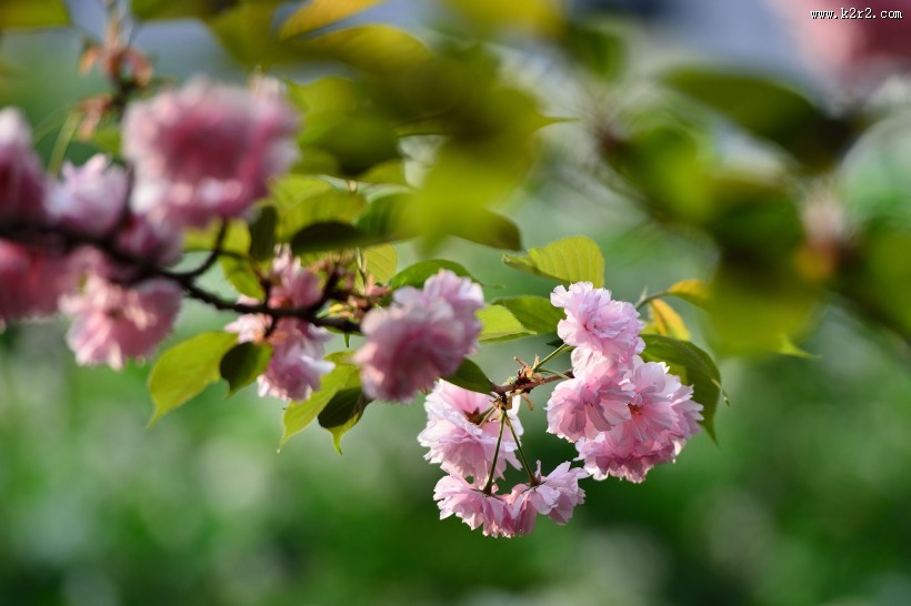 粉色的樱花图片