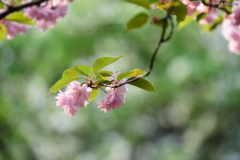粉色的樱花图片
