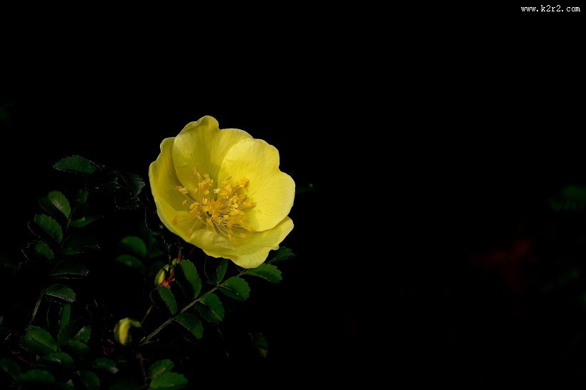 黄色刺玫图片