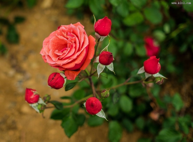 月季花图片大全