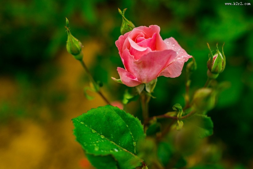 月季花图片大全