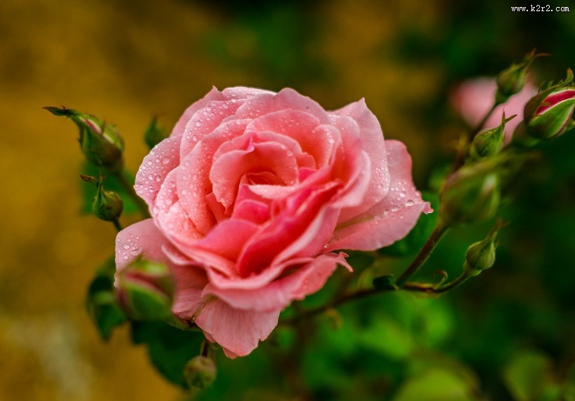 月季花图片大全