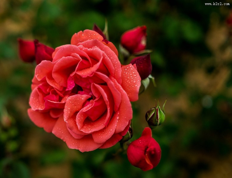 月季花图片大全