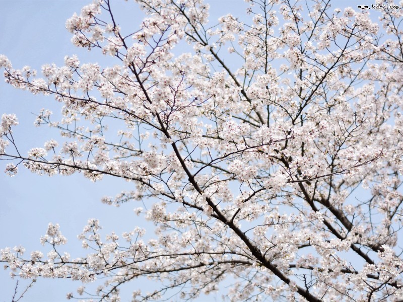 春日樱花图片