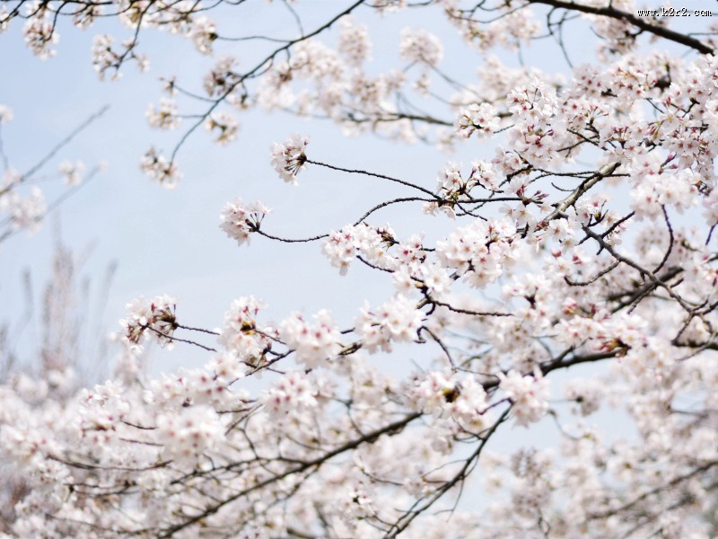 春日樱花图片