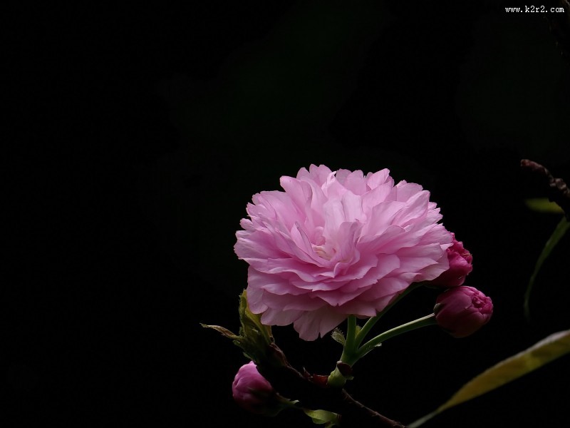 典雅芬芳的樱花图片大全