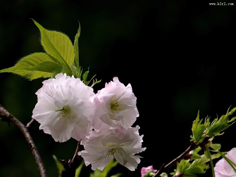 典雅芬芳的樱花图片大全