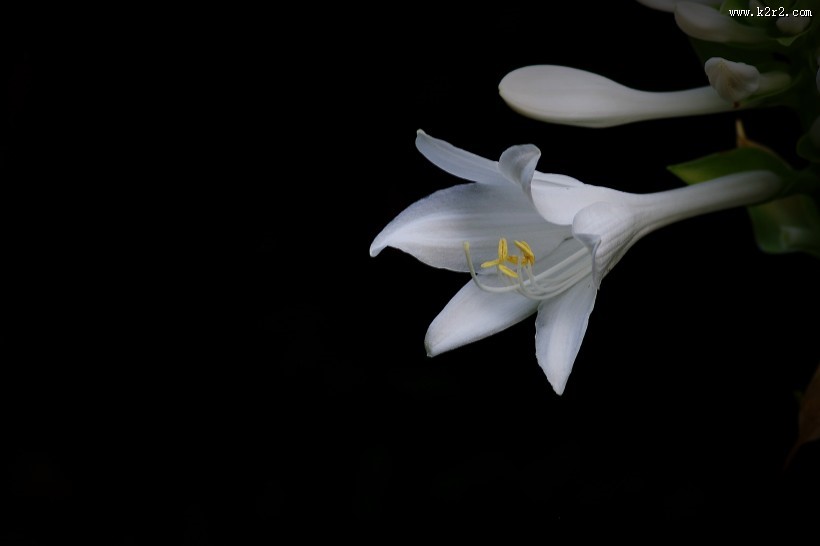 白色玉簪花图片