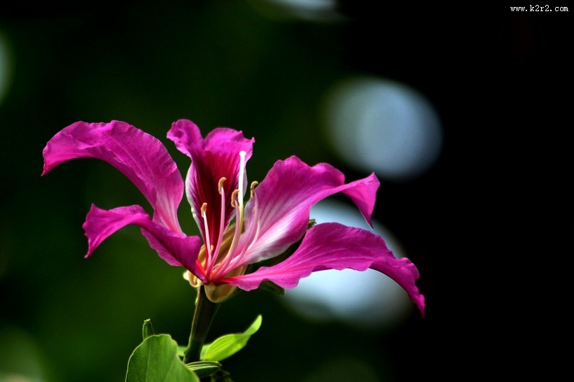 紫荆花图片大全