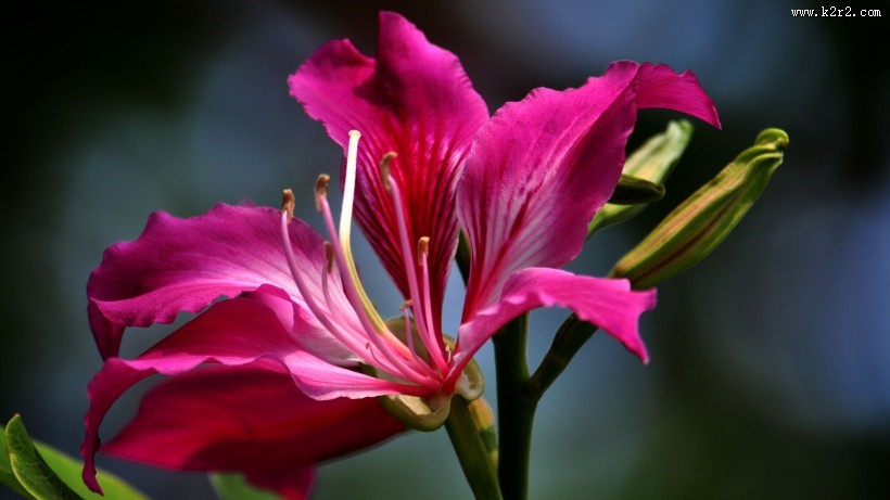 紫荆花图片大全