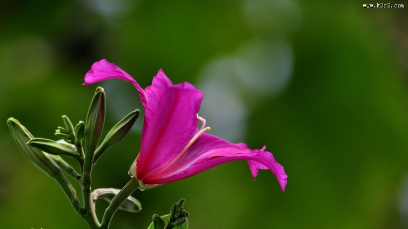 紫荆花图片大全