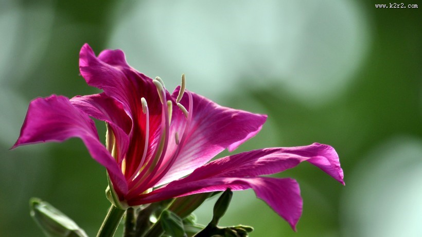 紫荆花图片大全