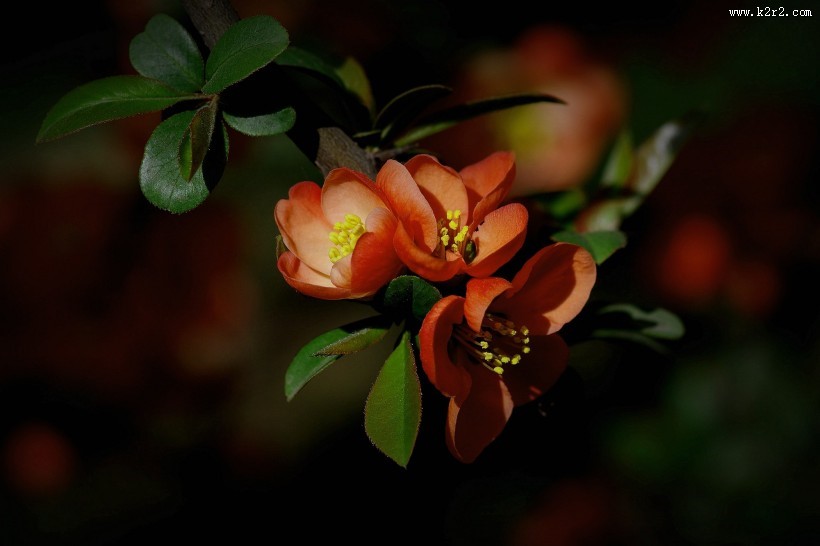 橙色贴梗海棠图片