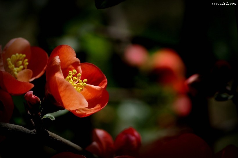 橙色贴梗海棠图片