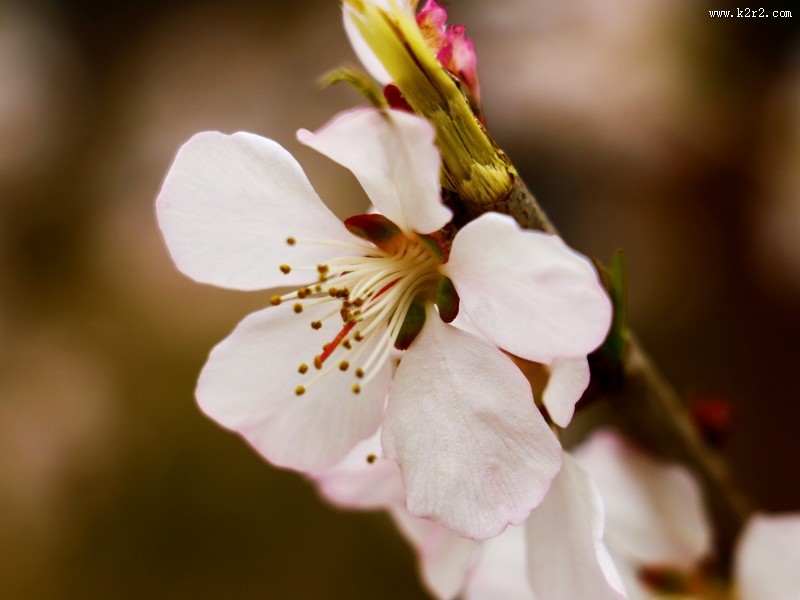 春日桃花图片大全
