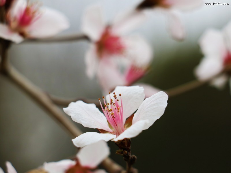 春日桃花图片大全