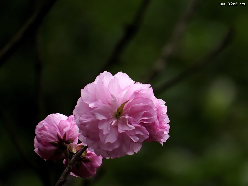 唯美的樱花图片