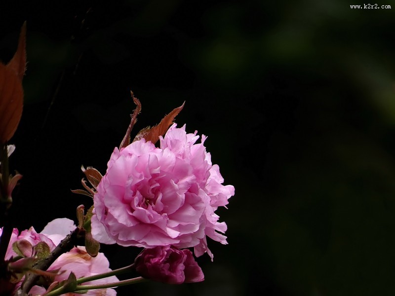 唯美的樱花图片