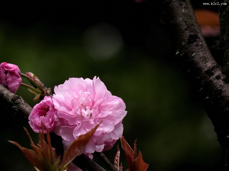 唯美的樱花图片