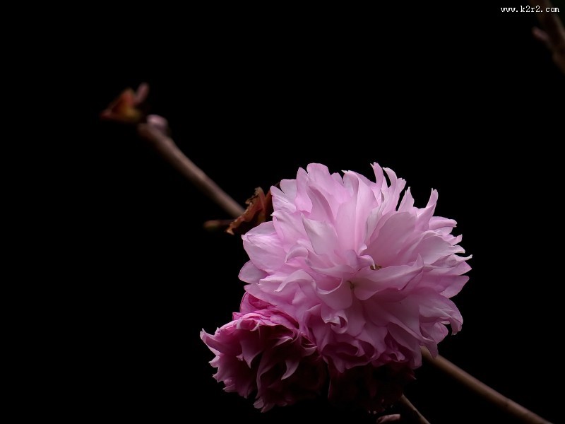 唯美的樱花图片