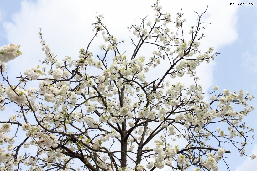 白色樱花图片