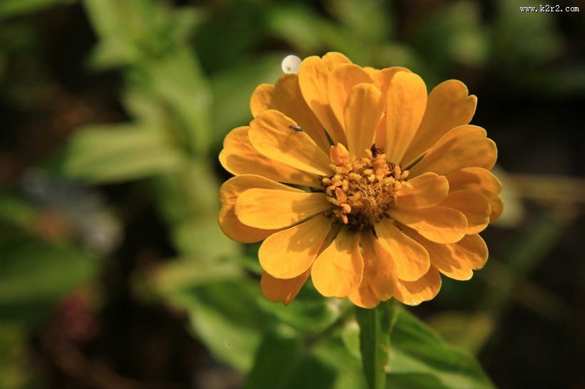 百日菊图片大全