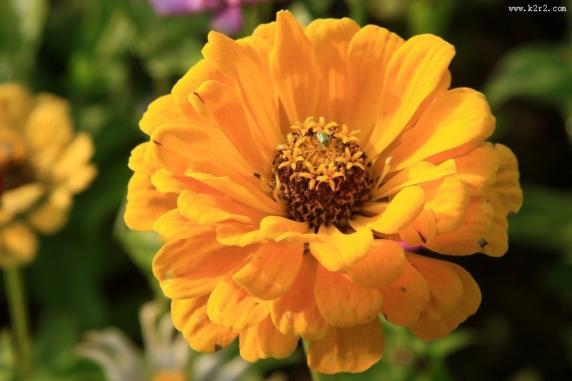 百日菊图片大全