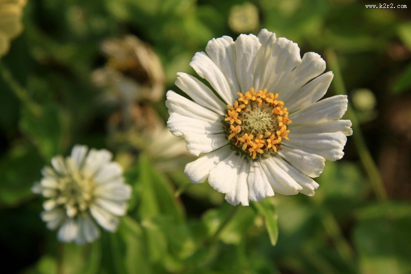 百日菊图片大全