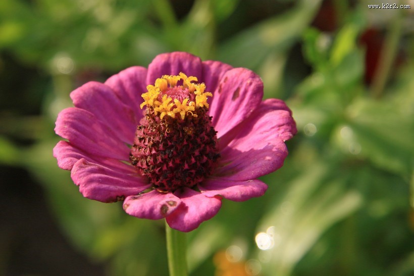 百日菊图片大全