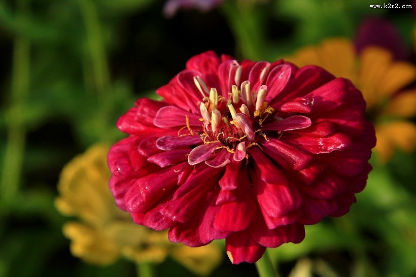 百日菊图片大全