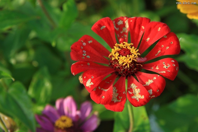 百日菊图片大全