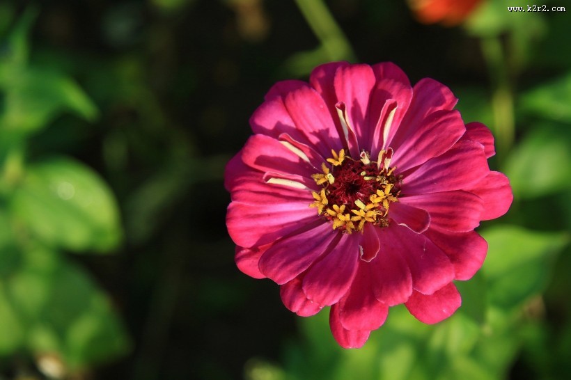 百日菊图片大全