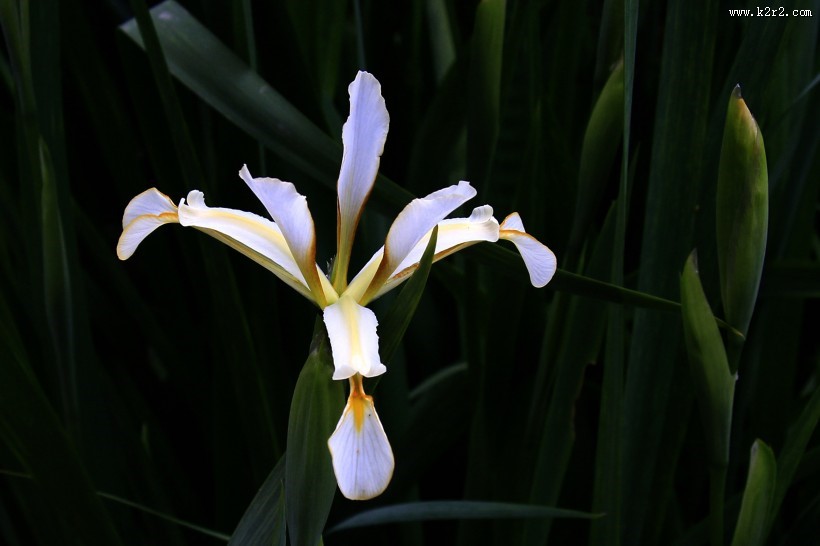 马兰花图片大全