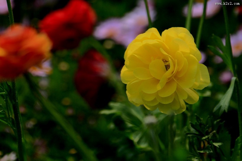 洋牡丹图片大全