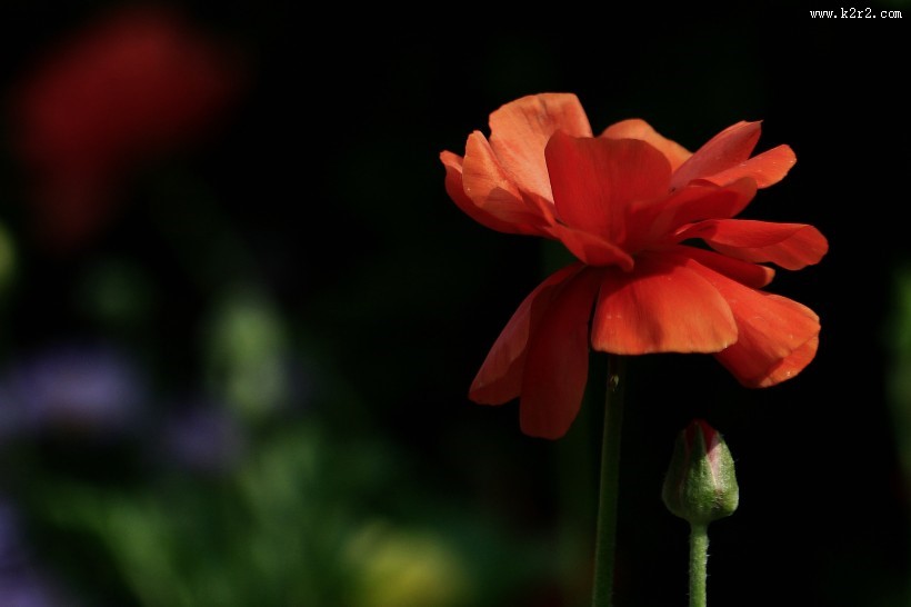 洋牡丹图片大全