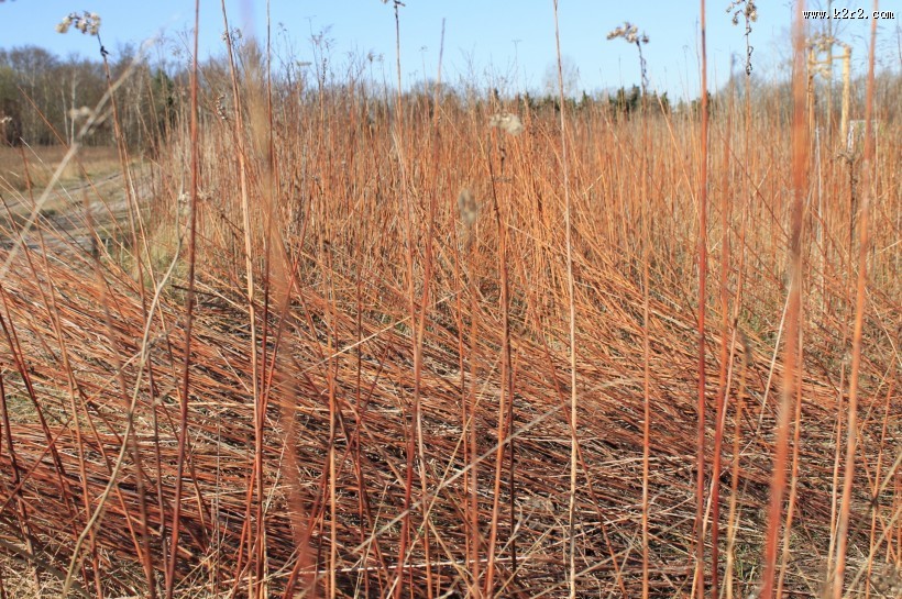 冬季萧瑟的芦苇图片