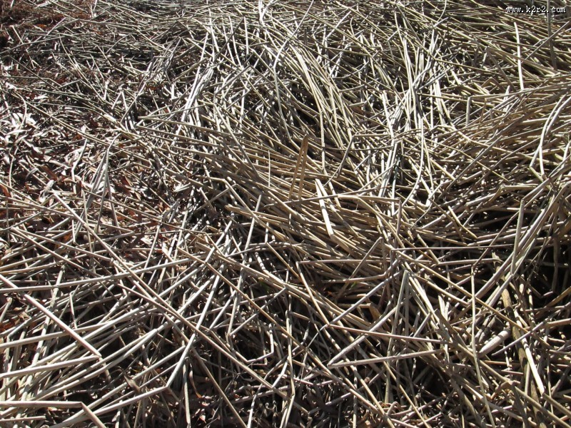 冬季萧瑟的芦苇图片