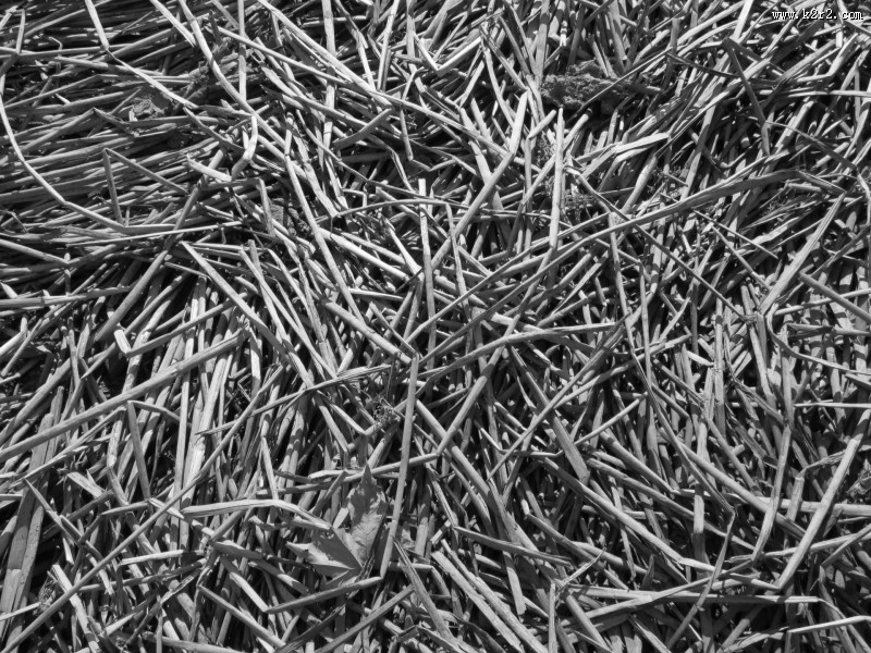 冬季萧瑟的芦苇图片