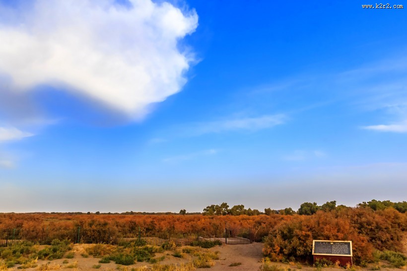 胡杨林图片大全