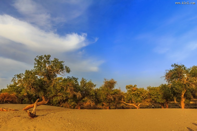 胡杨林图片大全