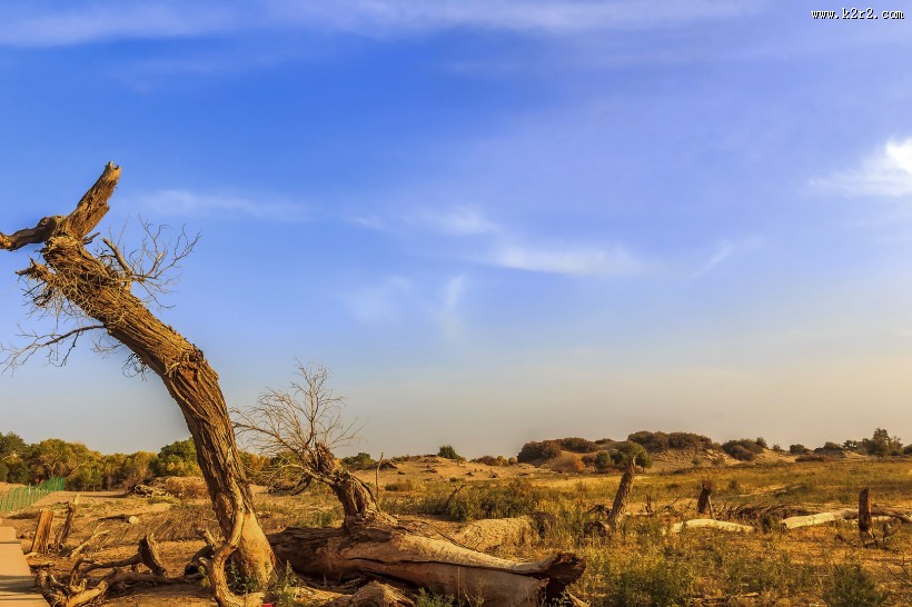 胡杨林图片大全