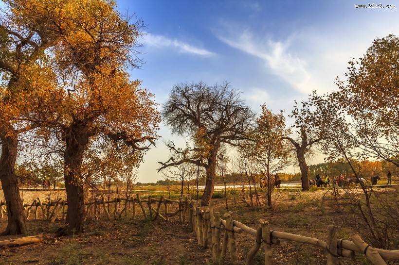 胡杨林图片大全
