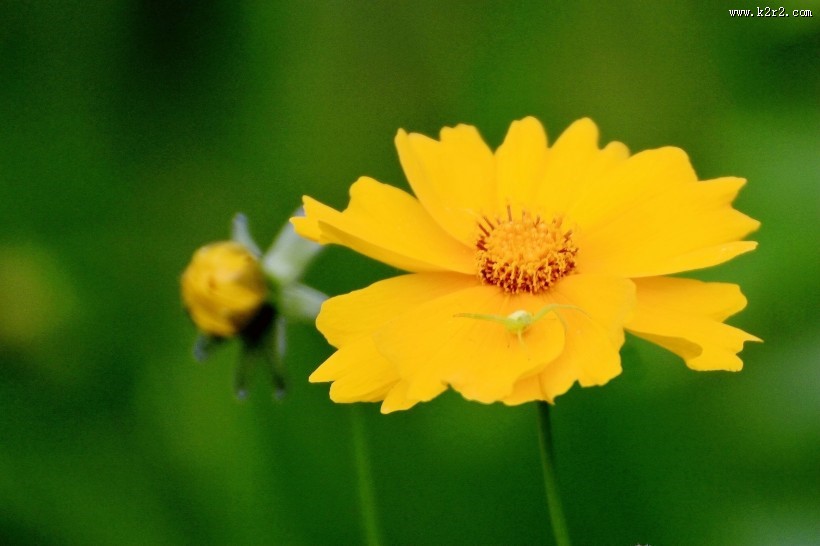 黄色的金鸡菊图片