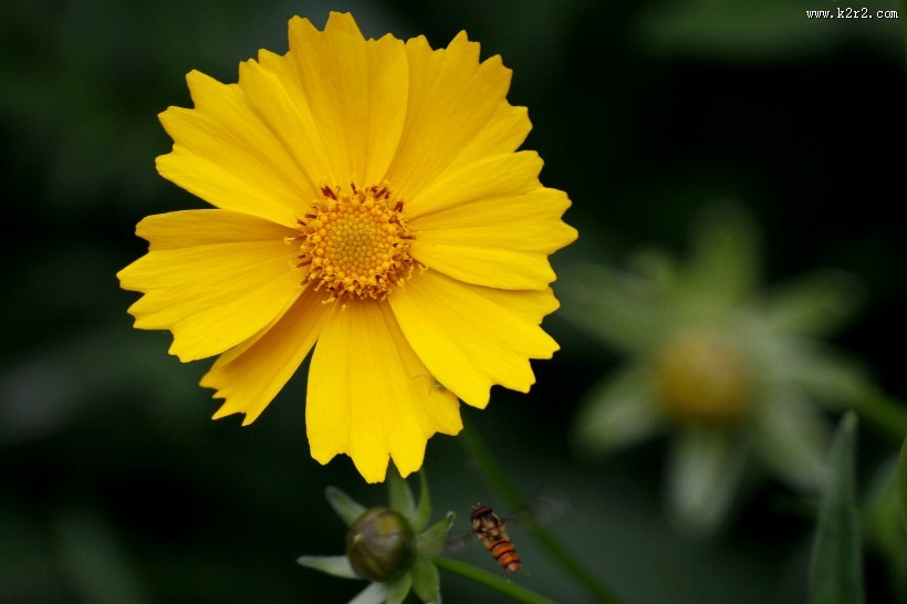黄色的金鸡菊图片