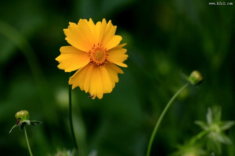 黄色的金鸡菊图片