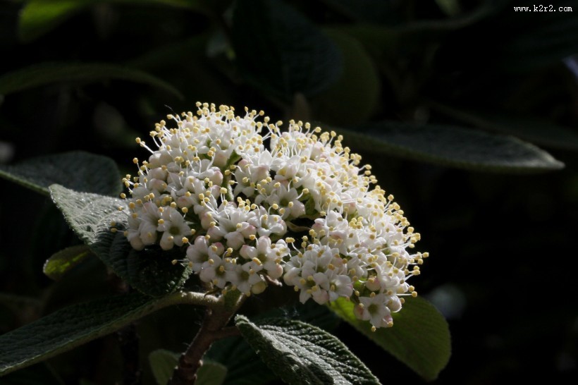 地中海荚蒾图片